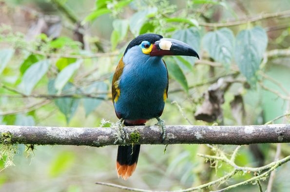 Plate-billed Mountain-Toucan at Balcon Tumpiki